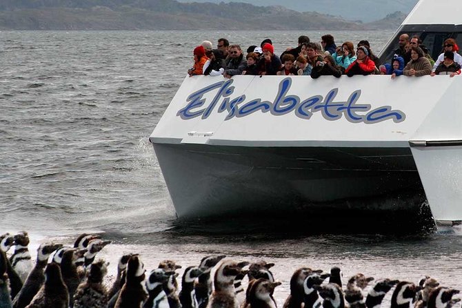 Martillo Island: Boat Trip to the Penguin Colony & Beagle Channel - Isla de los Pájaros and Isla de los Lobos: wildlife stops that feel like a starter course