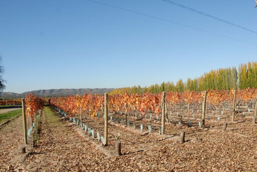 Mendoza: Full Day Wine Tour with 3 Course Lunch - Who this tour is best for, and who should choose another option