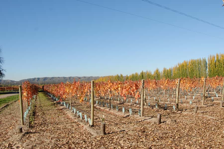 Mendoza: Full Day Wine Tour with 3 Course Lunch - Mendoza wine country, why this day feels bigger than the clock