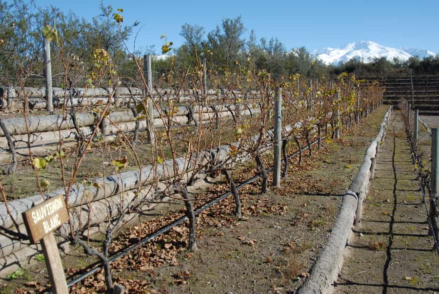 Mendoza: Full Day Wine Tour with 3 Course Lunch - The value question: is $153 a good deal?