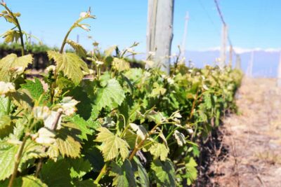 Half-Day Wine Tour with Tastings