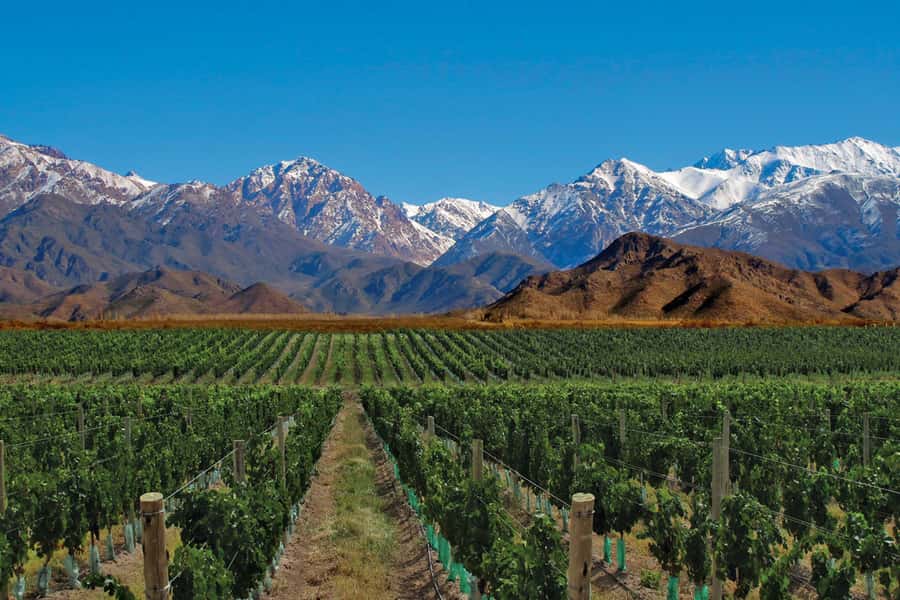 Mendoza: Small-Group Wineries Tour with Tasting and Lunch - Why this Mendoza wine circuit works better than a one-stop tasting