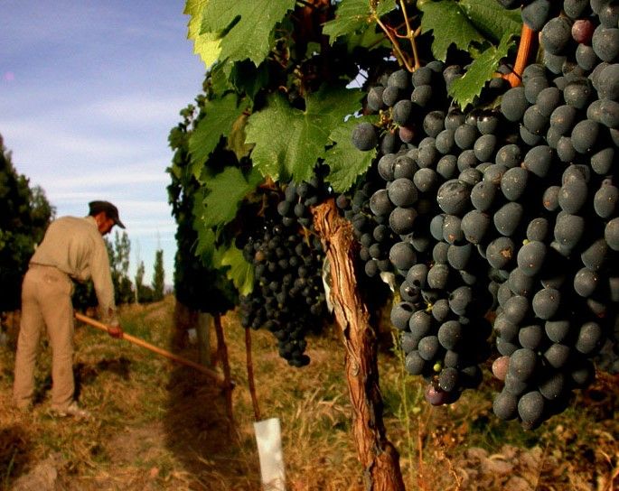 Mendoza: Small-Group Wineries Tour with Tasting and Lunch - Who this tour is best for