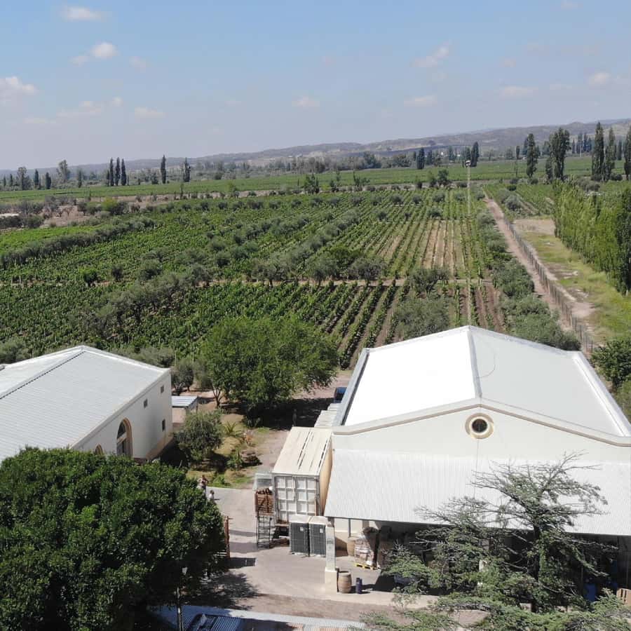 Mendoza: Wine Tasting Tour with Lunch and Private Transport - Private driver comfort and language: the upside and the real-world tradeoffs