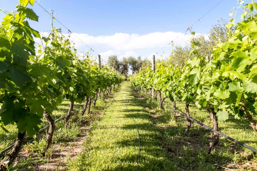 Mendoza: Winebike Tasting Tour with Optional Lunch - Pedaling between vineyards: ham, cheese, and mountain views