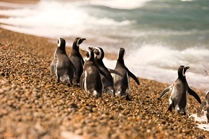 Monte Leon 4x4 Sea Lions and Penguins - Lion’s Head and the sea lion colony: the coastal stop that often feels worth it