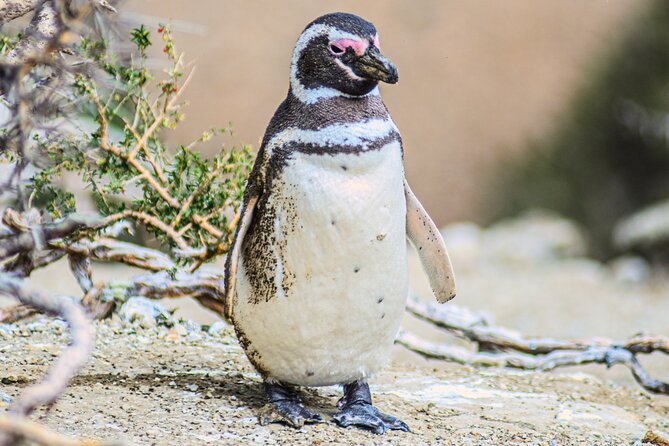 Monte Leon 4x4 Sea Lions and Penguins - Getting to the park from El Calafate: 6:30 am start and a lot of time on the road