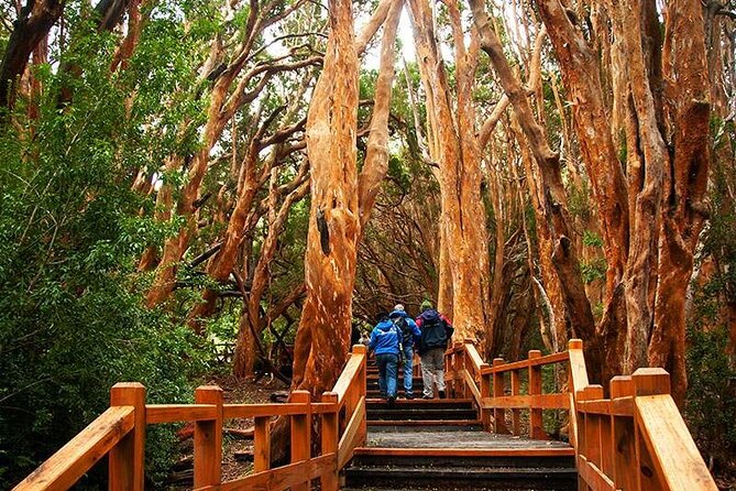 Nahuel Huapi Lake Cruise with Victoria Island and Arrayan Forest Walk - Key things to know before you go
