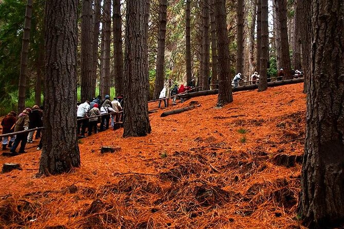 Nahuel Huapi Lake Cruise with Victoria Island and Arrayan Forest Walk - Quetrihué Peninsula and the Arrayán forest at Los Arrayanes National Park