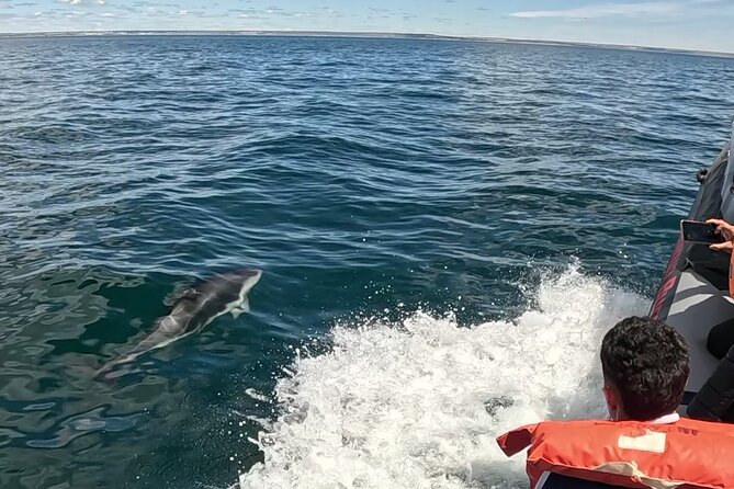 Nautical Adventure in Search of Dolphins - Key points at a glance