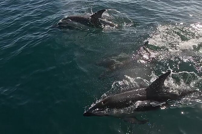 Nautical Adventure in Search of Dolphins - The dolphin search itself: how the experience stays natural