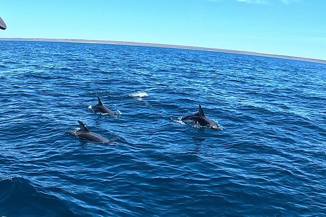 Nautical Adventure in Search of Dolphins - What you will actually see: speed, acrobatics, and close passes