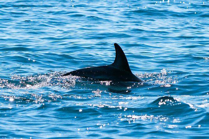 Nautical Adventure in Search of Dolphins - Crew quality and the small-group advantage with Madryn Buceo
