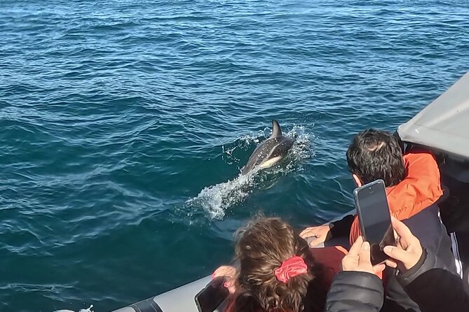 Nautical Adventure in Search of Dolphins - Price, timing, and weather: getting real value for $120