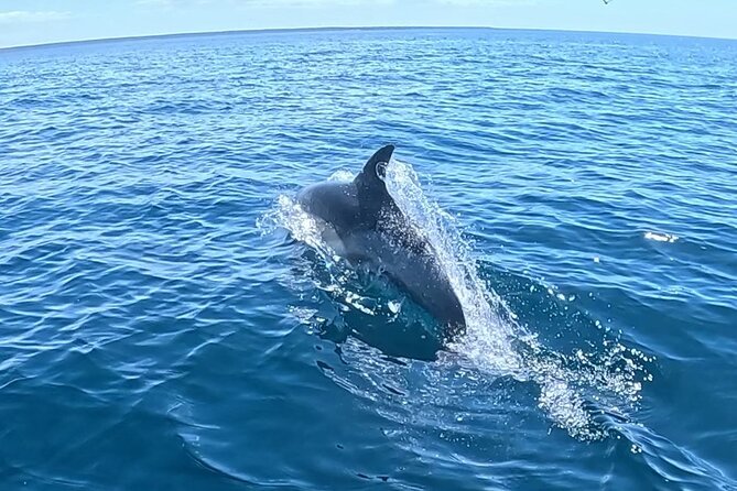 Nautical Adventure in Search of Dolphins - Who should book this, and who might want a different plan