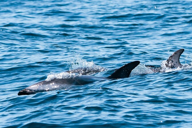 Nautical Adventure in Search of Dolphins - Should you book the Nautical Adventure in Search of Dolphins?