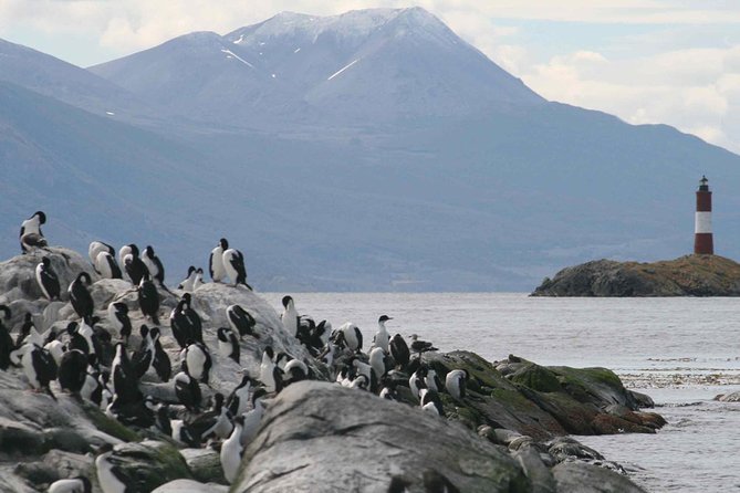 Navigate through the Beagle Channel: Seal, Bird & Penguin Islands - Weather, Timing, and How the Captain Shapes Your Day