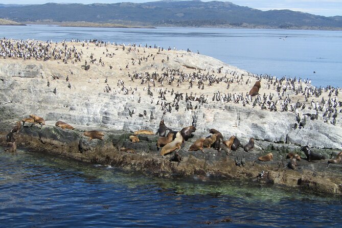 Navigation in the Beagle Channel with minitrekking USHUAIA - Wildlife spotting odds: what you are likely to see and how to improve your chances
