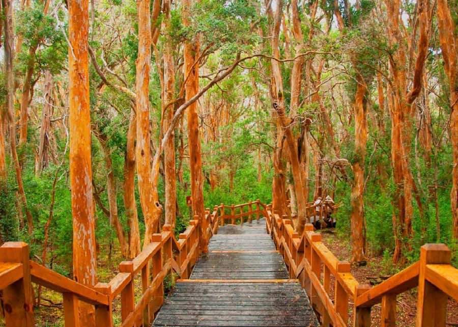 Navigation through Isla Victoria and Bosque de Arrayanes - Bosque de Arrayanes, walking among cinnamon-bark arrayán trees