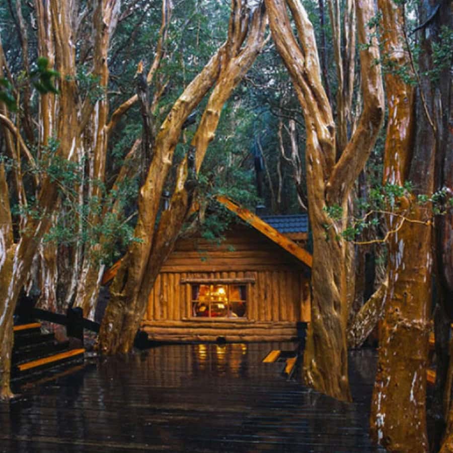 Navigation through Isla Victoria and Bosque de Arrayanes - Isla Victoria on the water, what you’ll actually do on the island