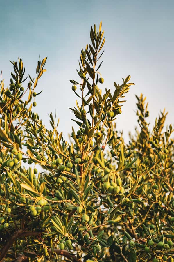 Olive Oil Factory + Wineries + Full Asado Lunch (Full Day) - Centenario - Olivícola: learning extraction with tasting you can compare
