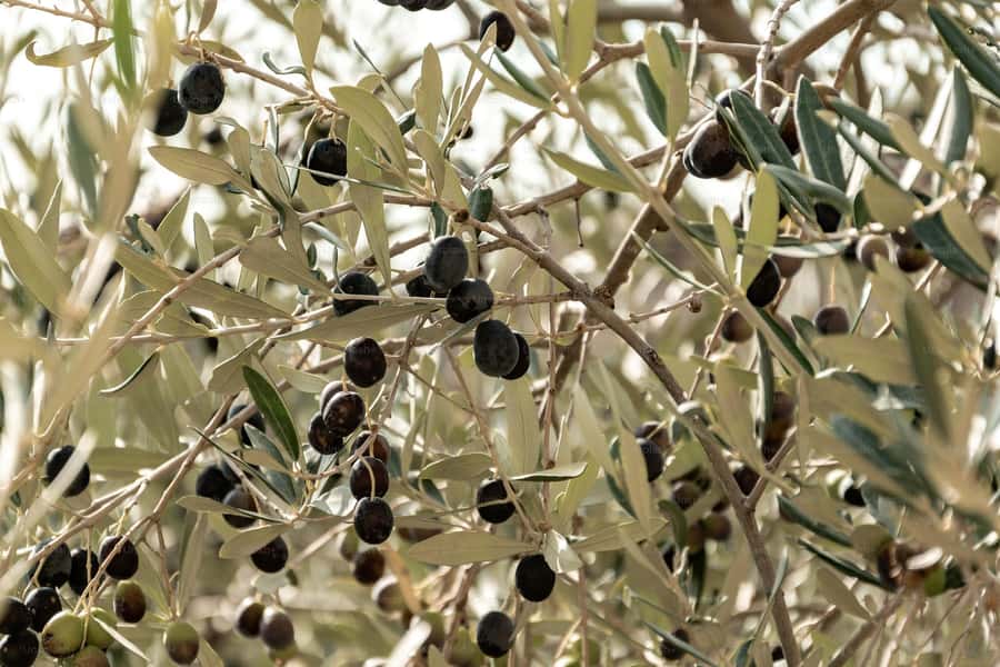 Olive Oil Factory + Wineries + Full Asado Lunch (Full Day) - CarinaE S.A. wine tasting: reading the cellar through your palate