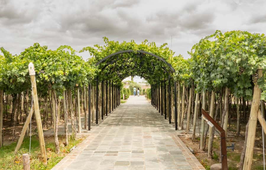 Olive Oil Factory + Wineries + Full Asado Lunch (Full Day) - What the tastings teach you so you buy smarter back home