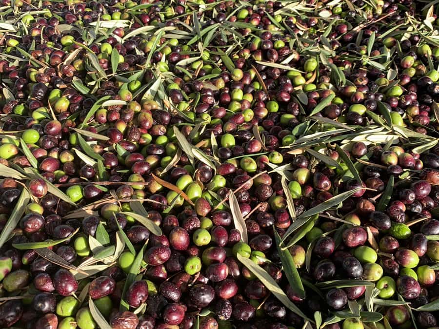 Olive Oil Factory + Wineries + Full Asado Lunch (Full Day) - Pickup in Mendoza and a smooth, 7-hour rhythm