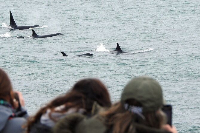 Orcas Private Tour Puerto Madryn Caleta Valdes or Punta Norte - What You Are Really Buying: A Private Orca Vigil With Real Wildlife Odds