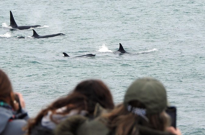 Orcas Private Tour Puerto Madryn Caleta Valdes or Punta Norte - Punta Norte vs Caleta Valdes: How the Guide Chooses the Spot