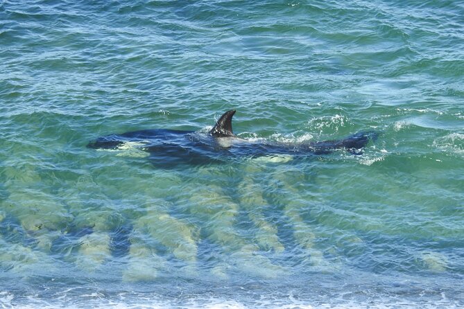 Orcas Private Tour Puerto Madryn Caleta Valdes or Punta Norte - If Orcas Stay Away: You Can Still Have a Strong Day