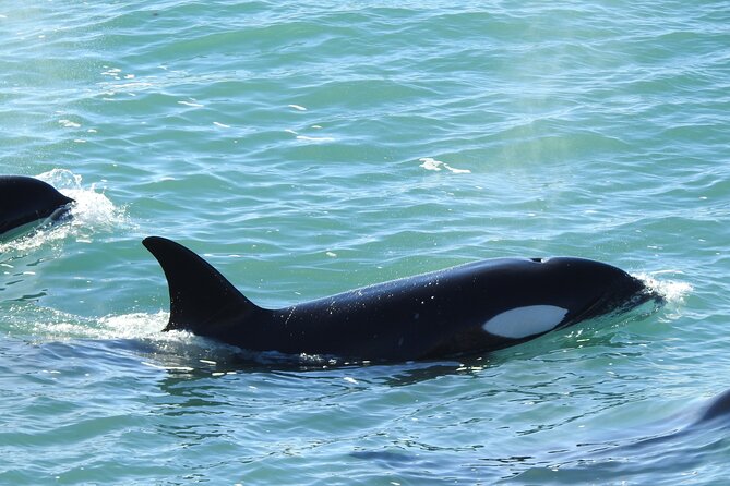 Orcas Private Tour Puerto Madryn Caleta Valdes or Punta Norte - The Return to Puerto Madryn and a Final Look at Fauna