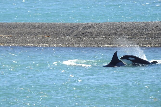 Orcas Private Tour Puerto Madryn Caleta Valdes or Punta Norte - Terrestrial Fauna Time: What You’ll Notice Before the Coast
