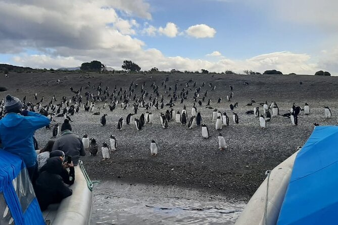 Penguin and Centolla Tour in 4x4 - Key Things To Know Before You Go