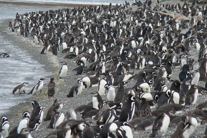 Penguin and Centolla Tour in 4x4 - Laguna Victoria Morning: Shore Breakfast and the Flag Tree Views