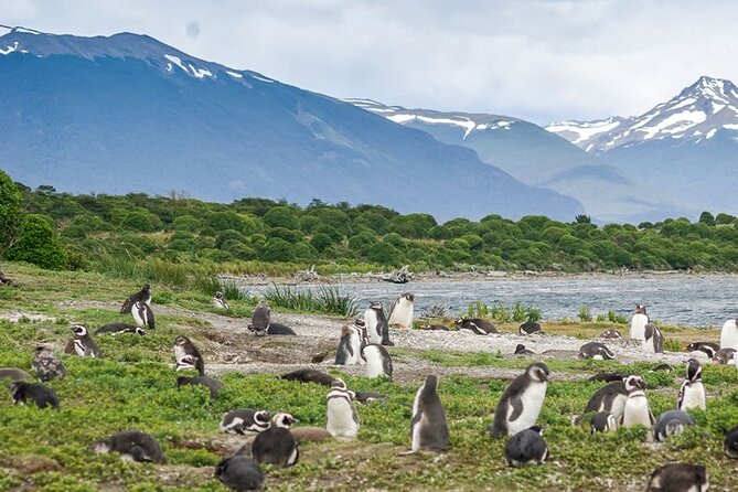 Penguin and Centolla Tour in 4x4 - Timing and Group Size: Why the Day Feels Manageable