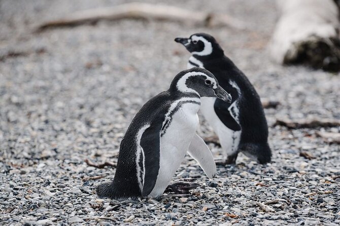Penguin and Centolla Tour in 4x4 - Hammer Island and Isla Martillo: Penguin Time by Boat