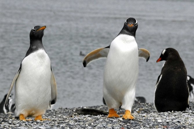 Penguin walk in Ushuaia + navigation option - Martillo Island Penguin Walk: what you are actually buying