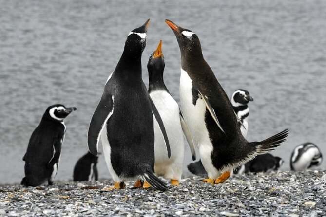 Penguin walk in Ushuaia + navigation option - Stay Harberton, museum time, and why it adds value