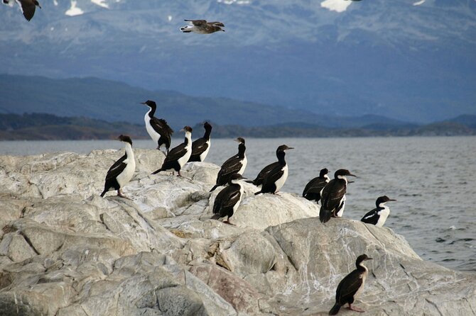 Penguin walk in Ushuaia + navigation option - Guides and communication: what to look for, what to watch