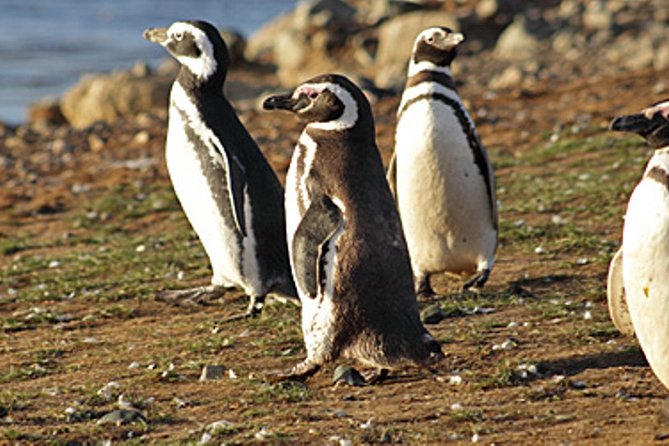 Penguin walk in Ushuaia + navigation option - Getting to the pier on time in windy Ushuaia
