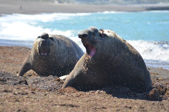 Peninsula Valdés Excursion with Whale Watching Included - Key highlights at a glance