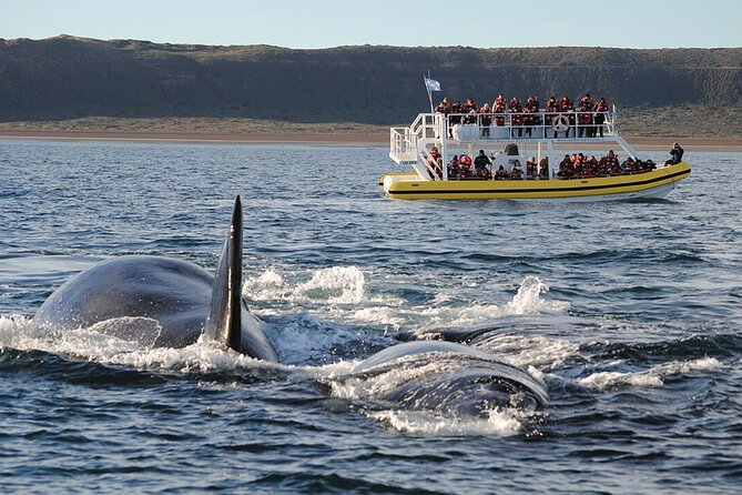 Peninsula Valdés Excursion with Whale Watching Included - The value play: one long day, three wildlife moments