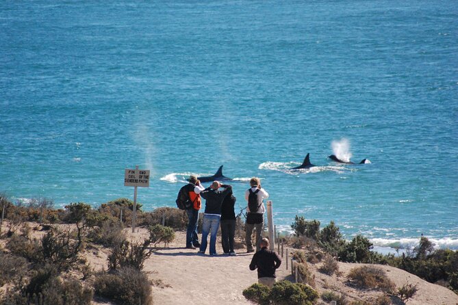 Peninsula Valdés Excursion with Whale Watching Included - Puerto Pirámides: the only tourist town and the whale watching window