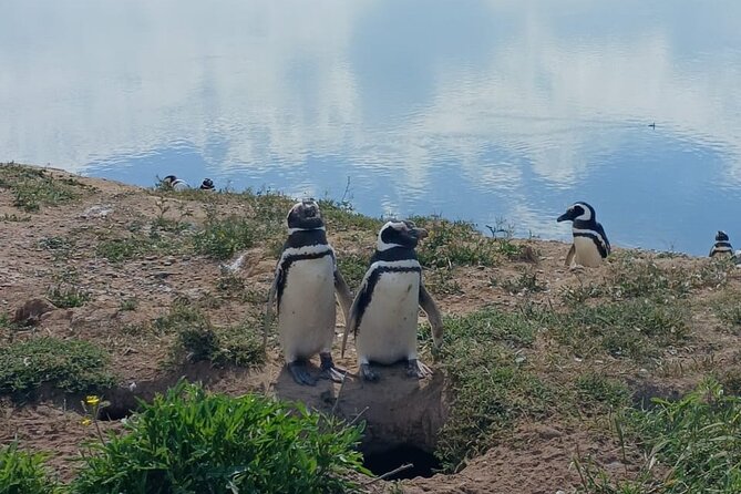 Peninsula Valdés Excursion with Whale Watching Included - Wildlife viewing tips that actually help on this route