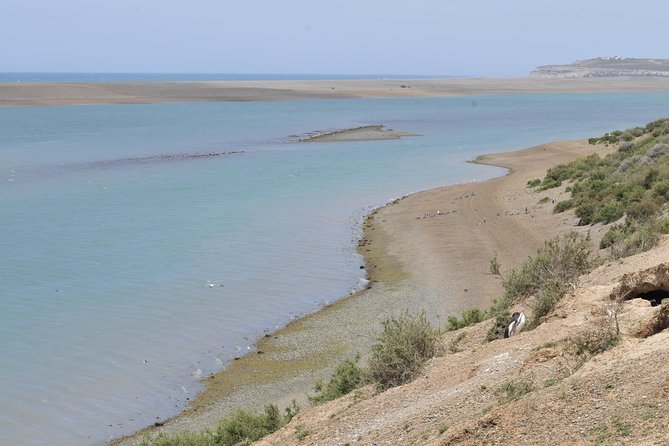 Peninsula Valdes Full Day Tour - Peninsula Valdes From Puerto Madryn: A Full Day Built Around Animals