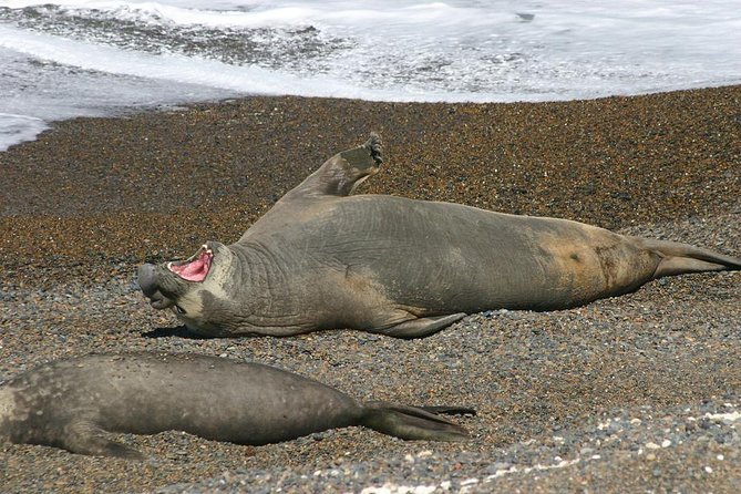 Peninsula Valdes Full Day Tour - Caleta Valdes Timing: Penguins Sept to April and Seals Almost Year-Round