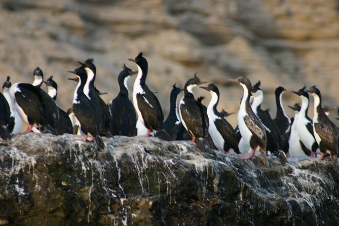 Peninsula Valdes Full Day Tour - Guide, Language, and How the Day Feels in a Two-Plus Group