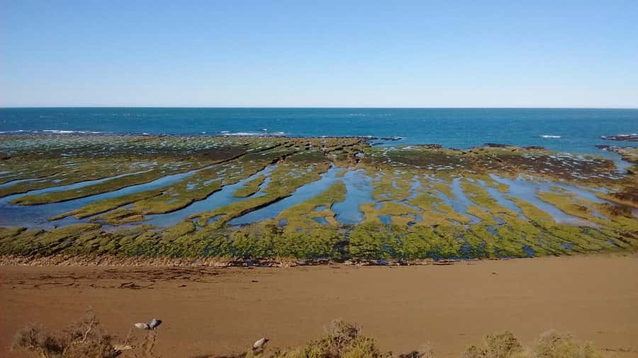 Peninsula Valdes: Shore excursion for cruise passengers - Istmo Carlos Ameghino visitor centre, biodiversity context before the animals