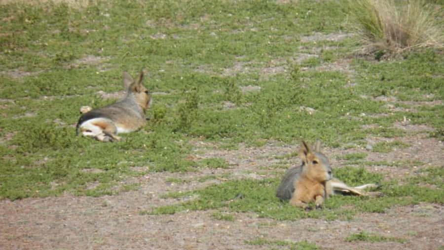 Peninsula Valdes: Shore excursion for cruise passengers - Caleta Valdes, walking routes and the big wildlife moments